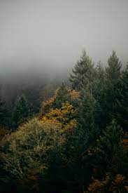 Foggy Pines