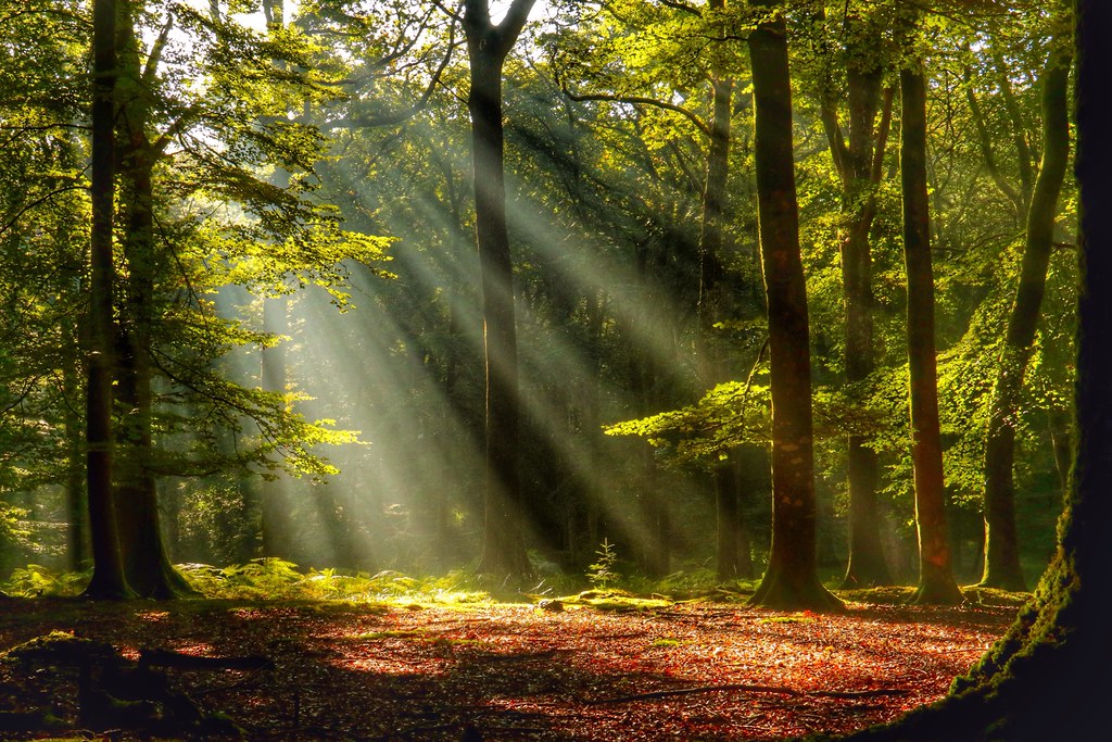 Forest Morning