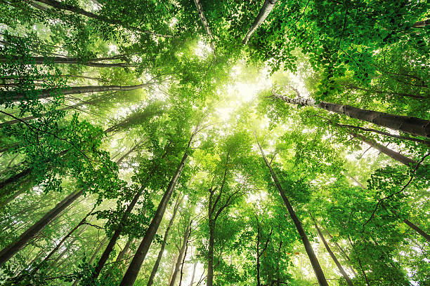 Where Light Meets Leaf - Nature-Soul Studio
