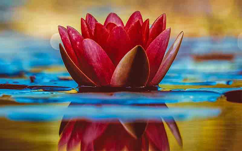 Lotus Portfolio Image